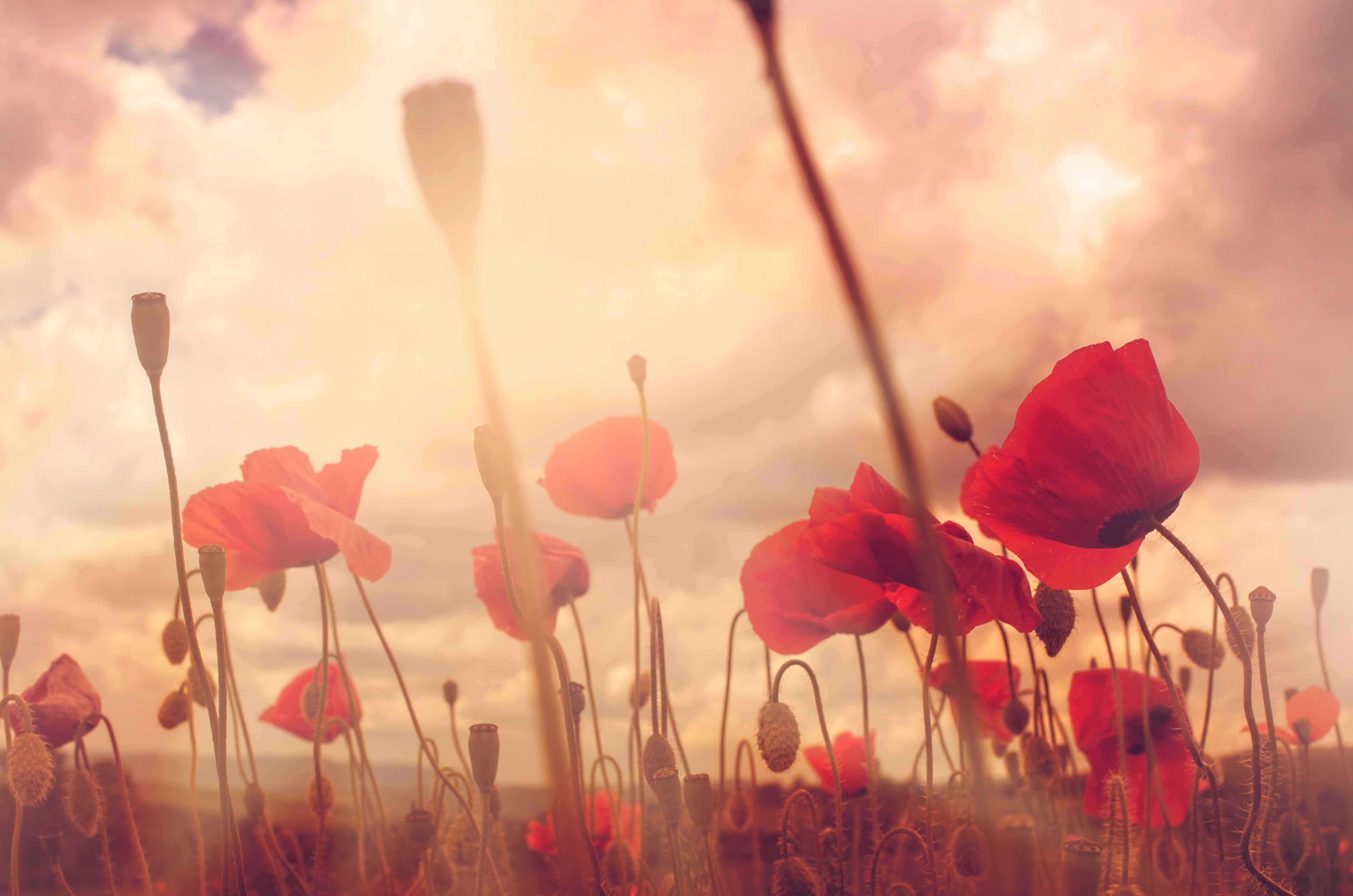 The Significance Of Poppies On Remembrance Day Yandina Eumundi Rsl