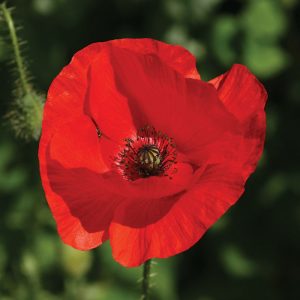Yandina-Eumundi-RSL-red-flower